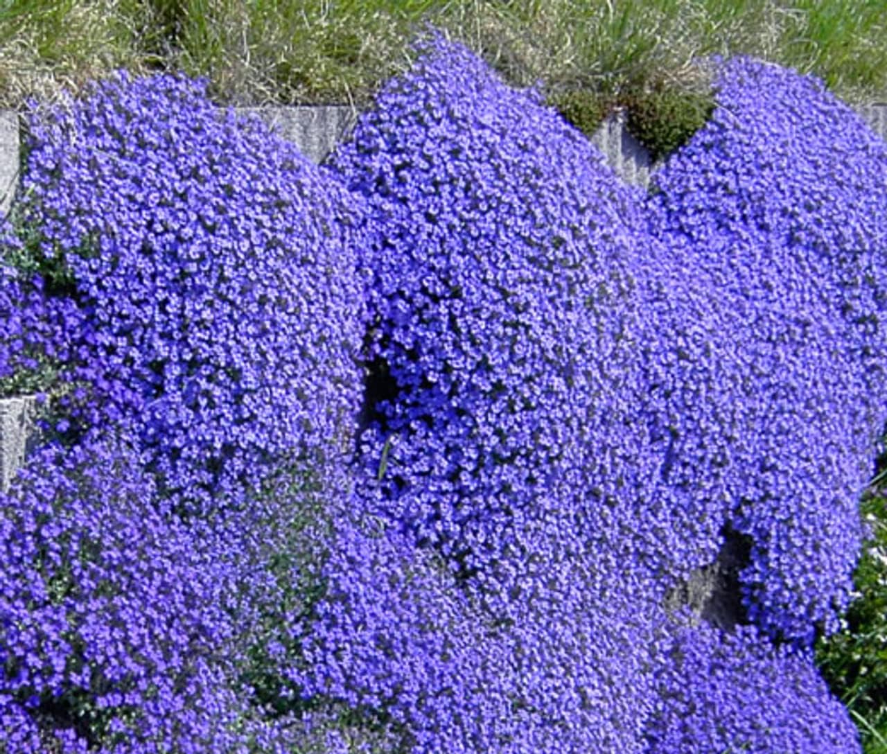 Aubrieta Plant Seeds Blue for Planting – Heirloom, Non-GMO, Organic for planting in your garden.