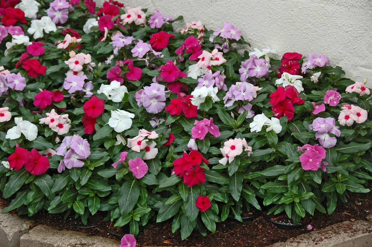 Dwarf Little Periwinkle Mixed Color Flower Seeds