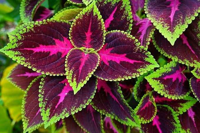 Begonia Flower Seeds for Balcony & Home Garden