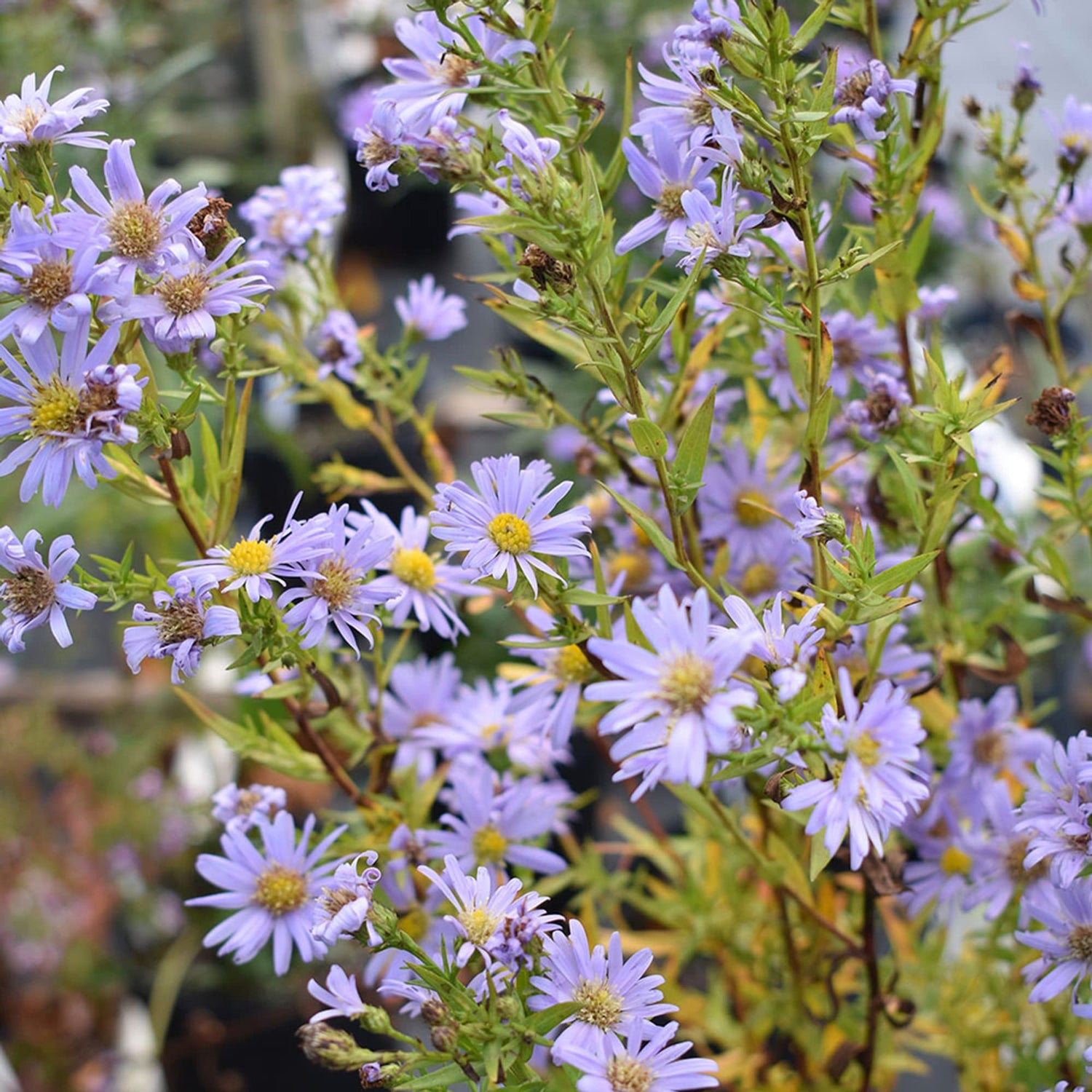 Smooth Blue Aster Seeds for Planting Bulk Wildflower Garden Borders