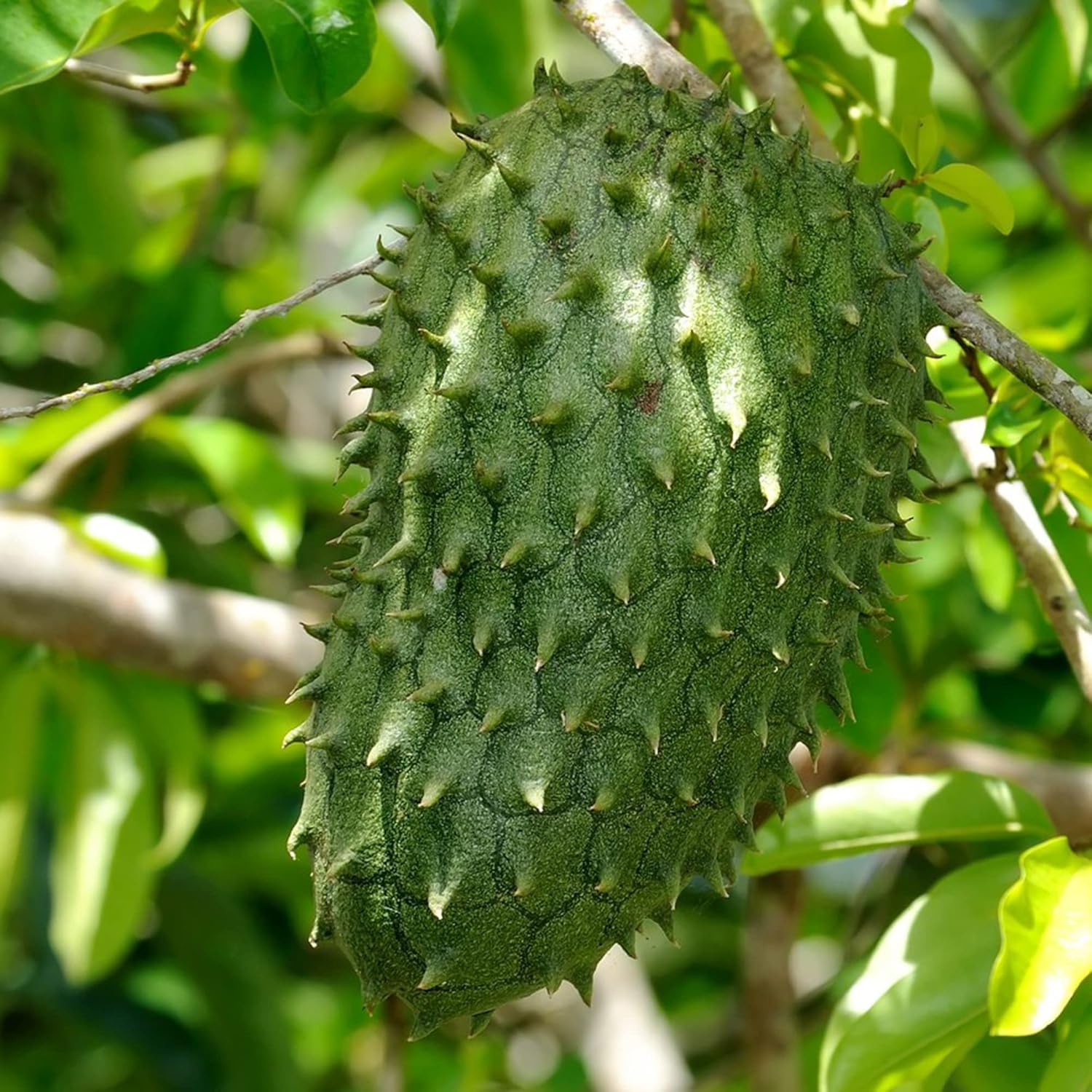 Giant Soursop Seeds