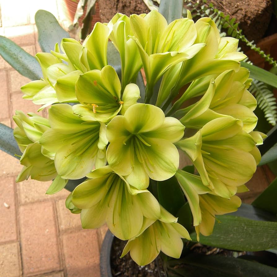 Clivia Miniata Clivia miniata for planting in shaded patio