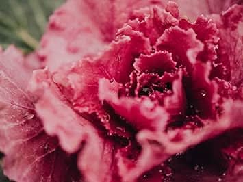 Lettuce Seeds for Planting