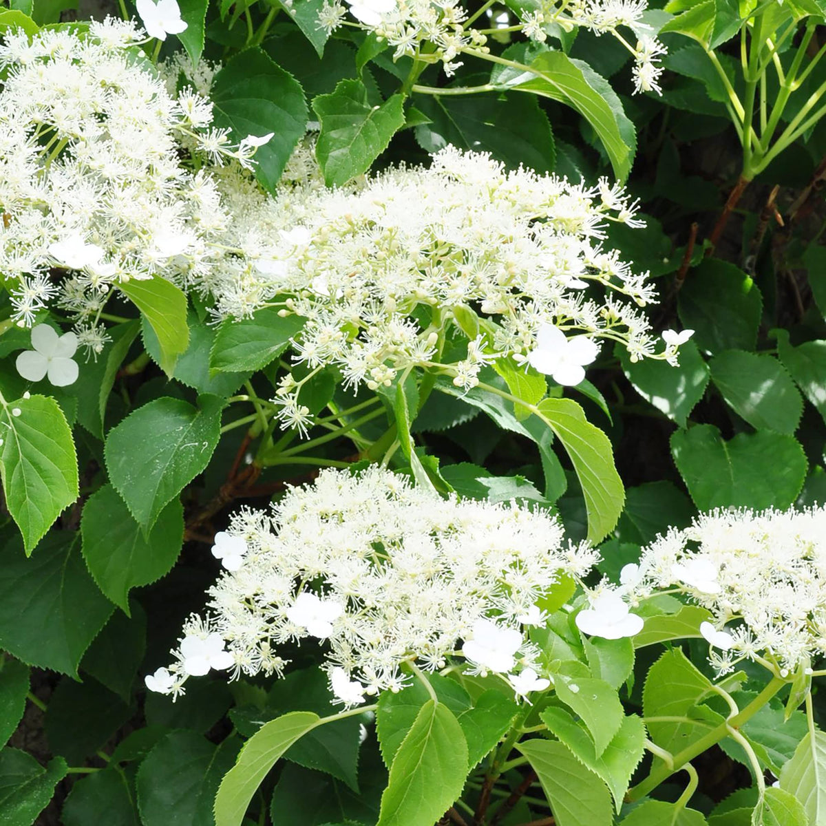 Climbing Hydrangea Seeds (KletterhortensieFlowerssamen)