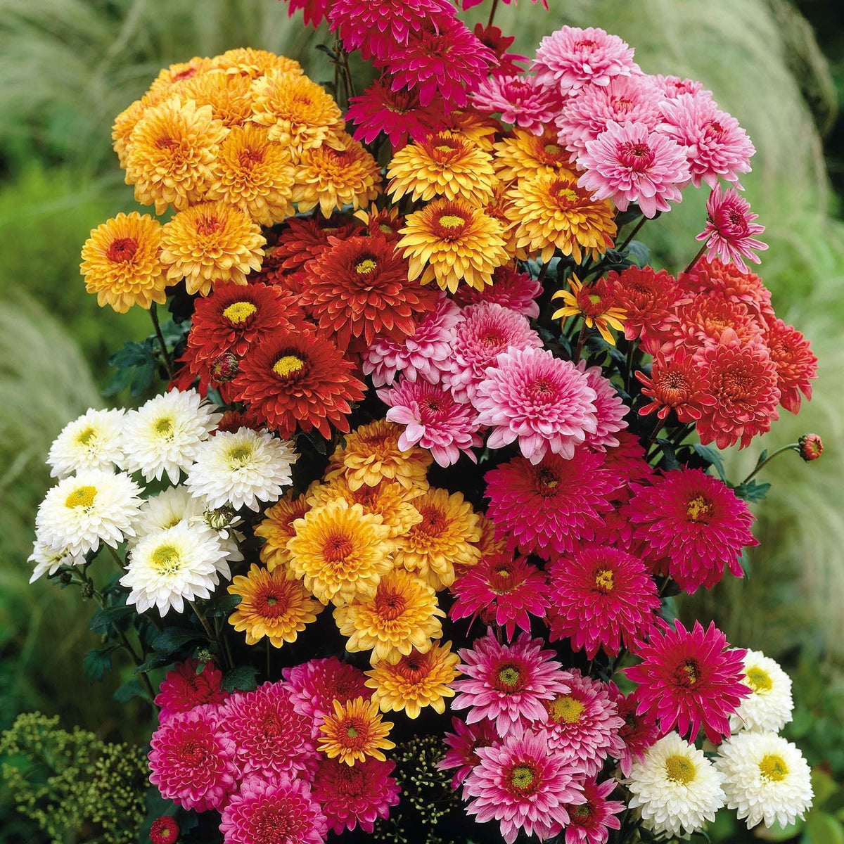 Chrysanthemum Morifolium Perennial Flower Seeds for Planting in balcony gardens and indoor decorative pots