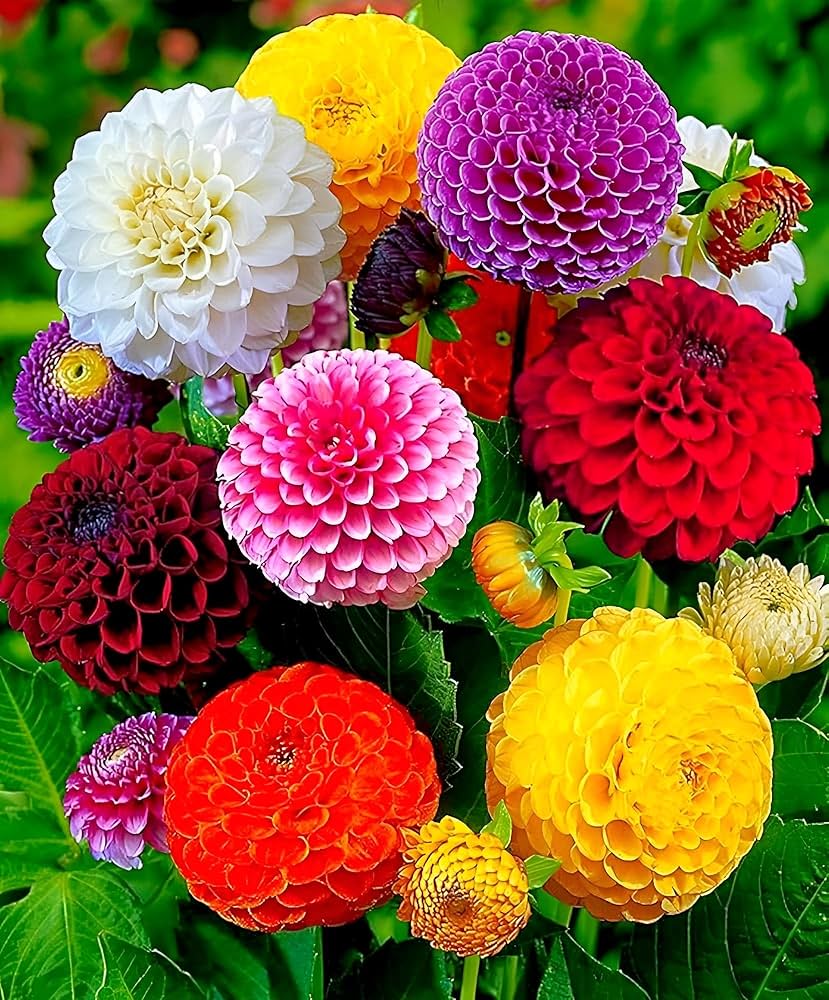 Dahlia Mixed Color Dahlia pinnata Seeds for Planting in Flower Bed