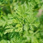 Green Annie Seeds Scientific Name Placeholder for planting in home garden