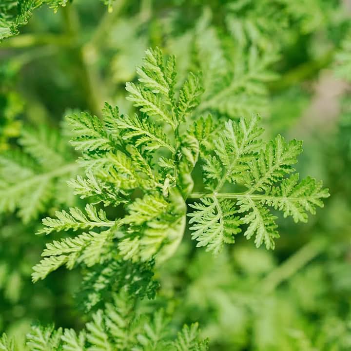 Green Annie Seeds – Hardy Herb Plant-Heirloom & Non-GMO Seeds for planting – Fresh Herb for Your Garden