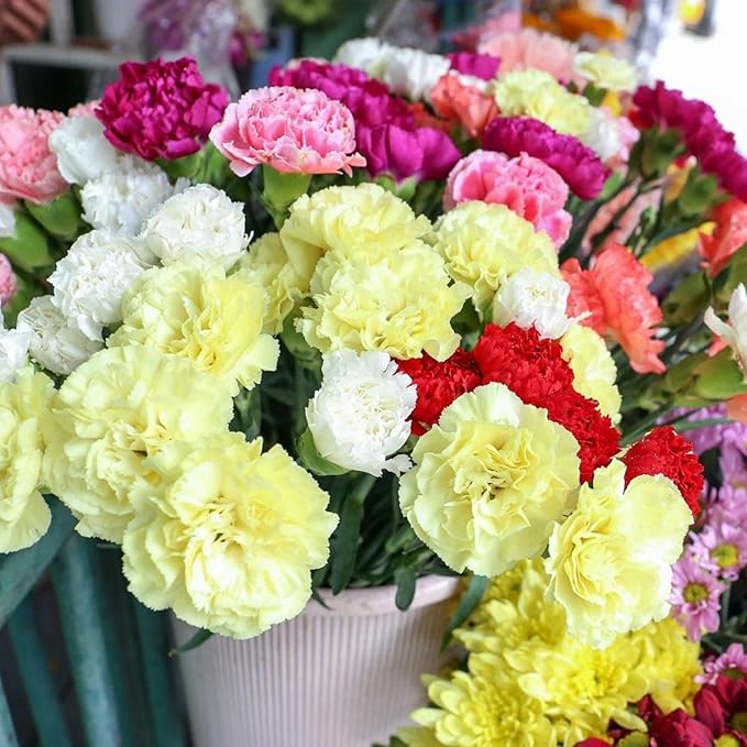 Carnation Dianthus caryophyllus mixed Flower Seeds for planting in indoor pots or garden borders