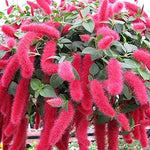 Acalypha Pendula Acalypha pendula for planting in flower bed