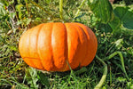 Giant Orange Pumpkin Cucurbita seeds
