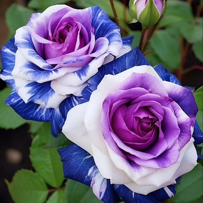 Holland Rainbow Rose Rosa spp Flower Seeds for Planting in Flower Bed