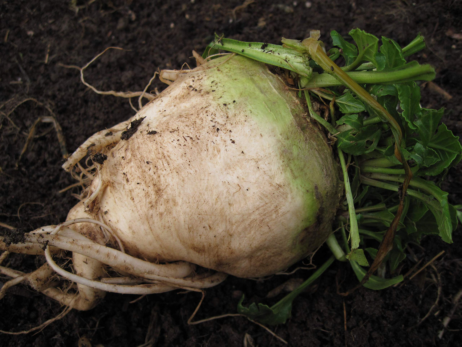 Sugar Beet Garden Beet Seeds for Planting for Vegetable Patch