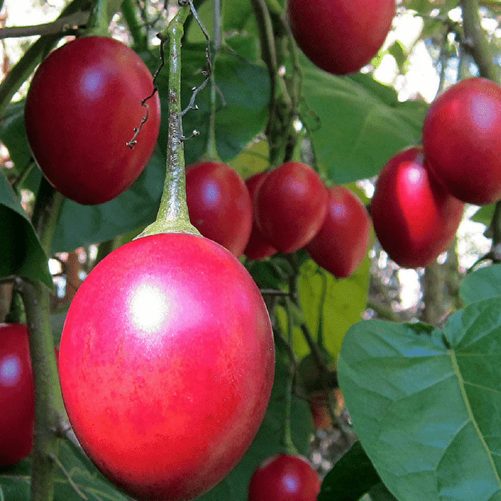 Cyphomandra Betacea Fruit Seed Set for Exotic Fruit Trees