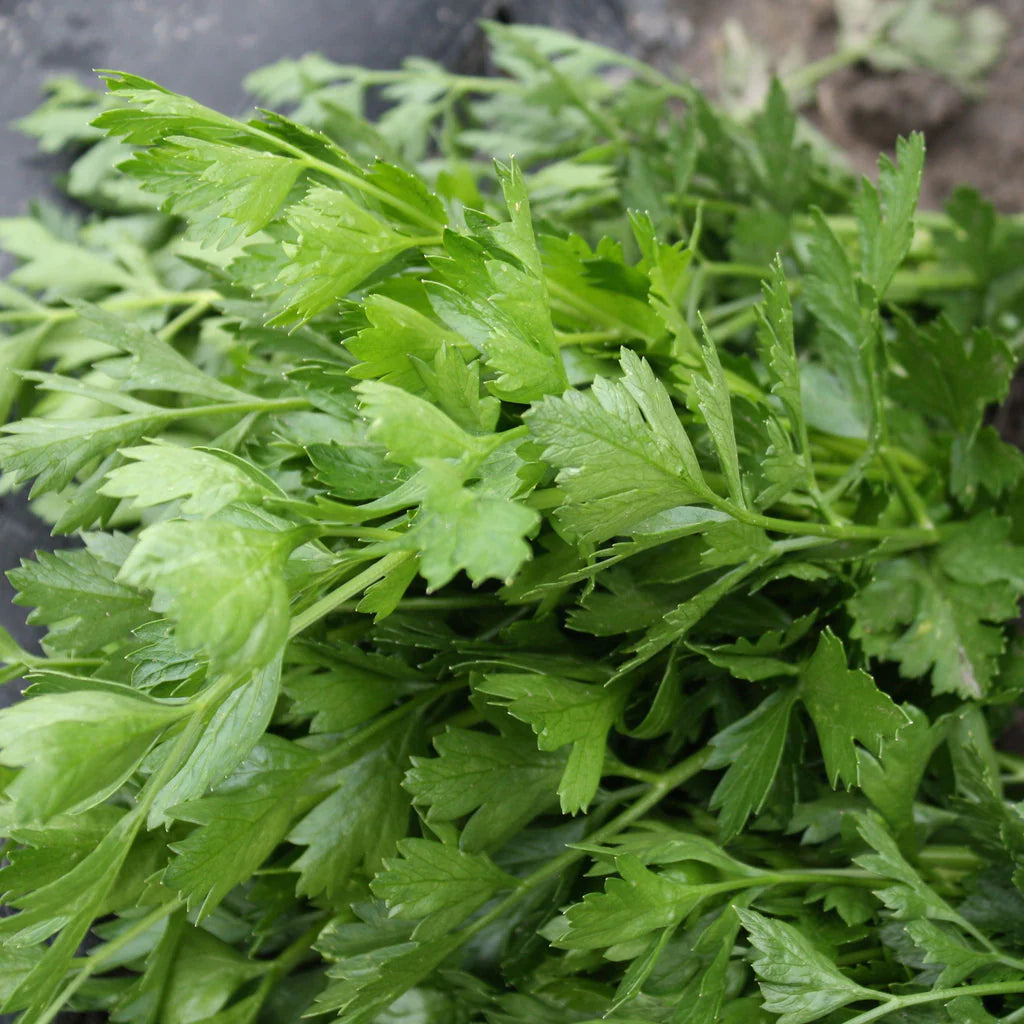 Peione Parsley Seed