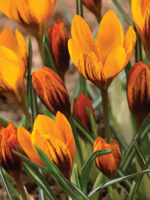 Crocus Seeds - Orange Monarch