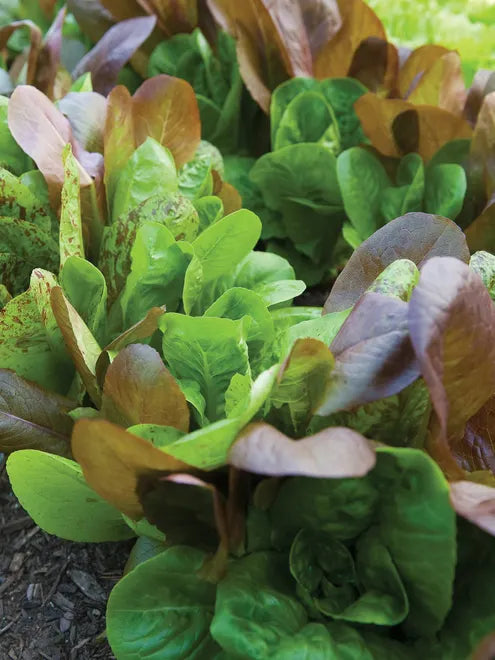 Lettuce Seeds - Tricolor Romaine Mix