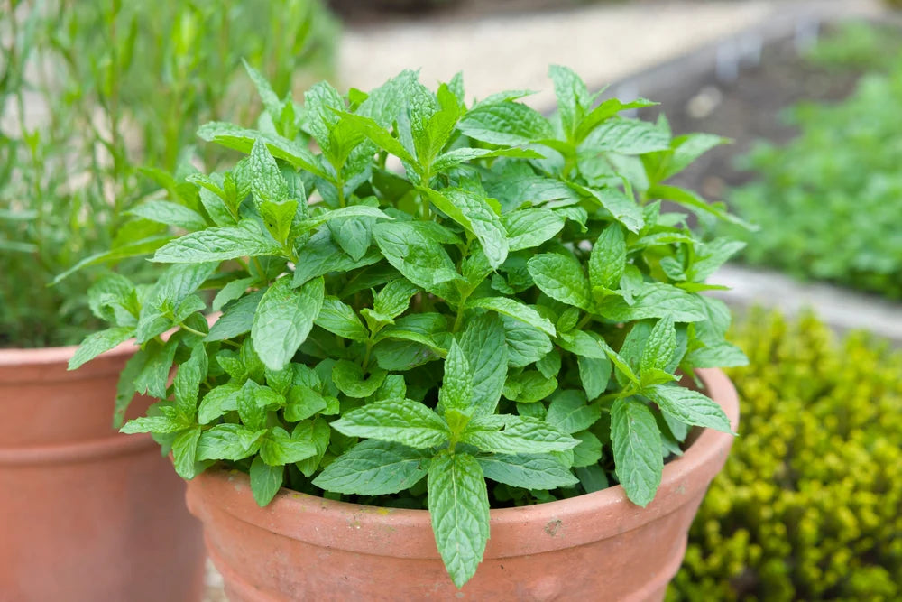 Green Mint Plant Seeds for Herb Gardens and Culinary Use for Planting – Fresh Herb for Your Garden