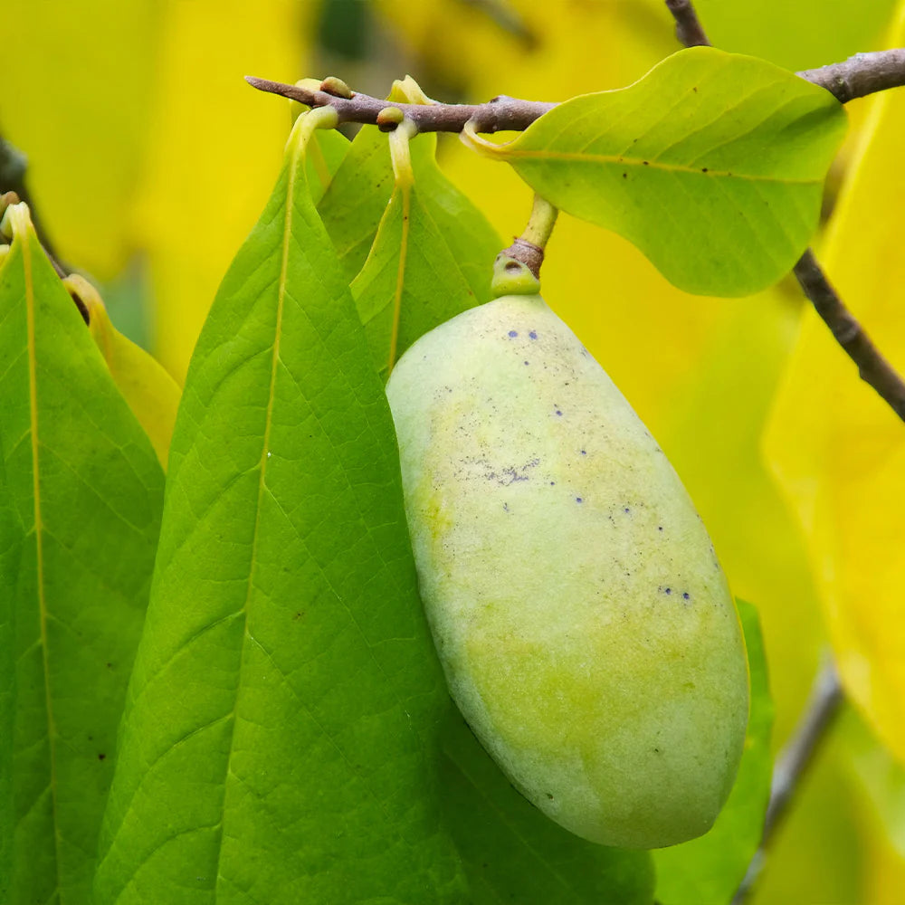 Paw Fruit Seed Pack for Growing Exotic, Tropical Fruits