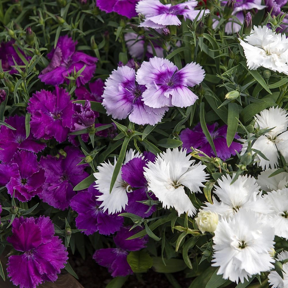 Lavandula Mix Dianthus Seeds