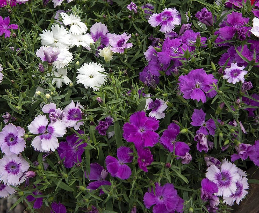 Lavandula Mix Dianthus Seeds