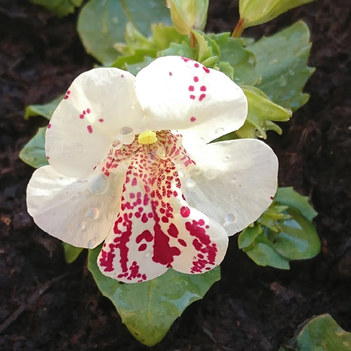 White Mimulus Hybridus Flower Seeds for Planting 100