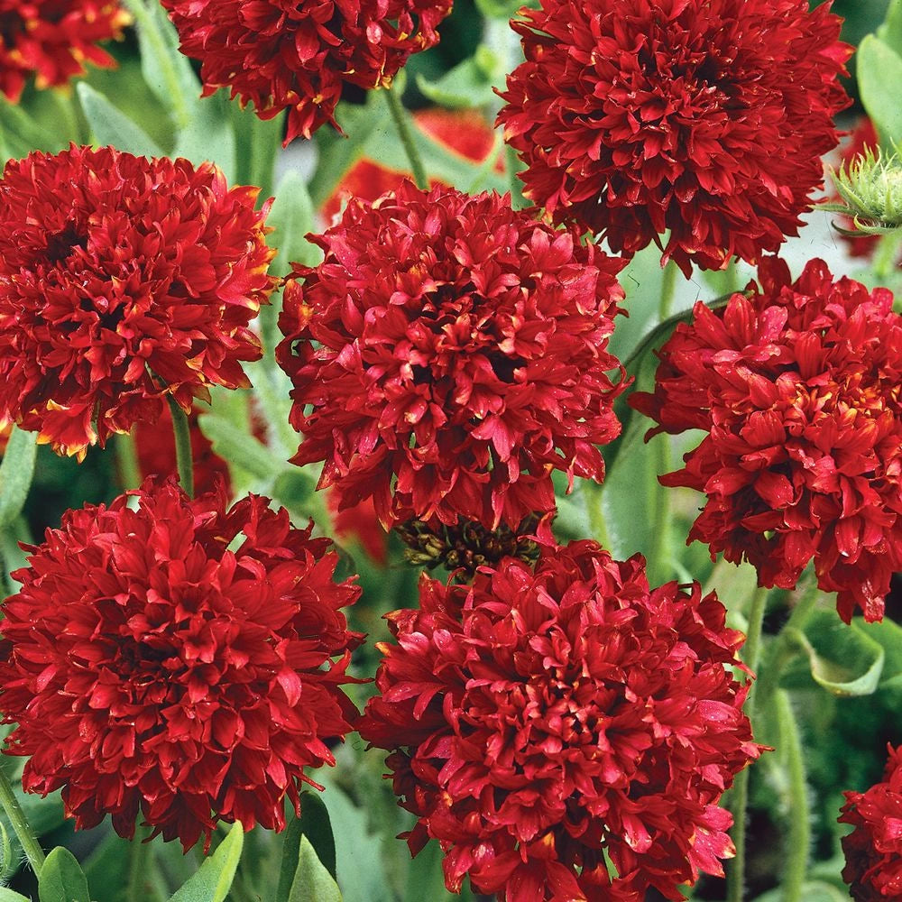 Blanket Flower - Red Plume