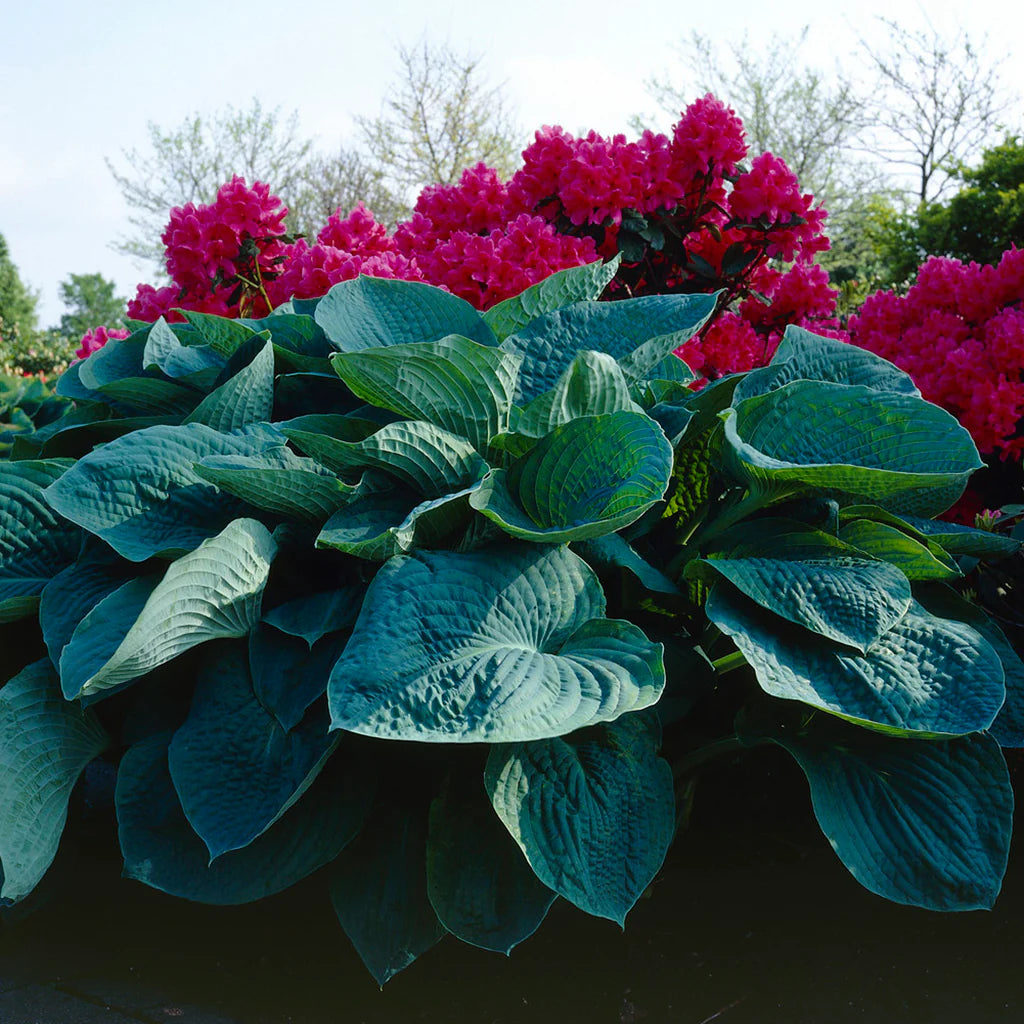 Hosta Roots - Big Daddy