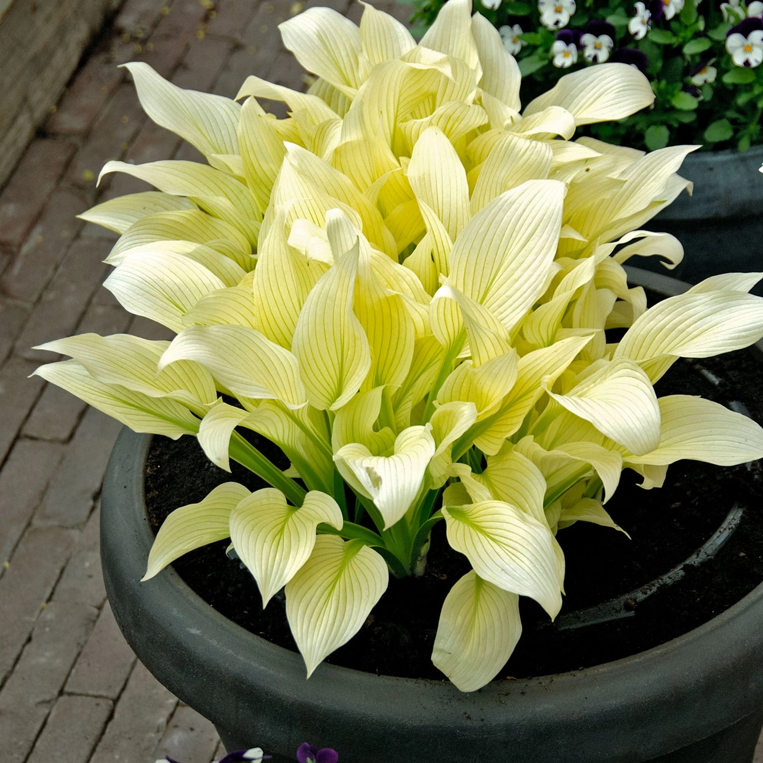 Hosta Roots - White Feather