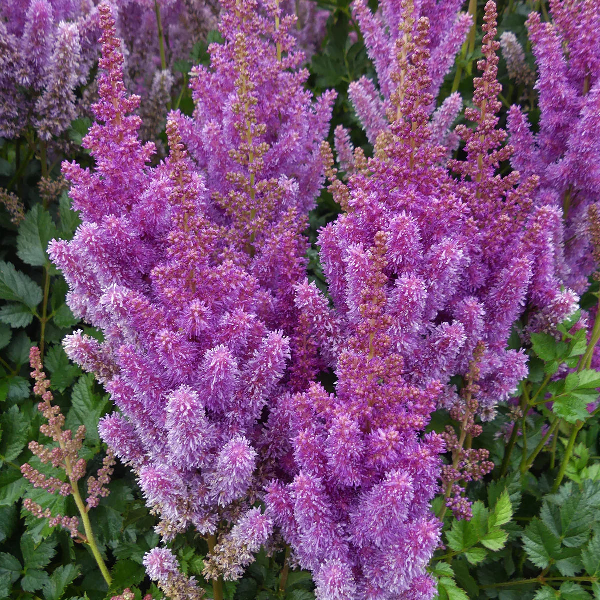 Astilbe Black Pearls Bulbs