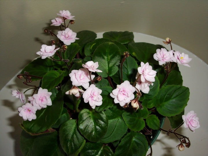 Organic Light Pink African Violet Flower Seeds for Planting – Heirloom, Non-GMO