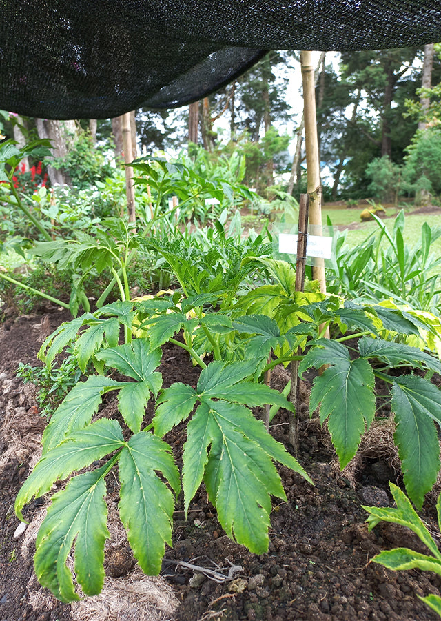 Tomorrow’s Leaf Ashitaba Seeds for Planting USA – Heirloom, Non-GMO, High Germination Organic Garden Seeds