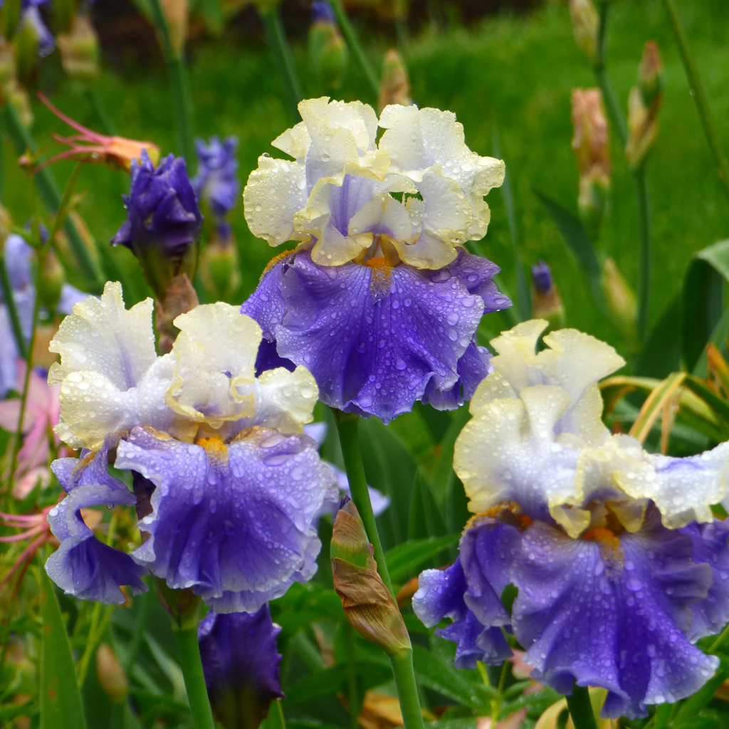 Dream of You Tall Bearded Iris