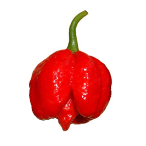 fresh Trinidad Scorpion Butch T peppers on garden plant

