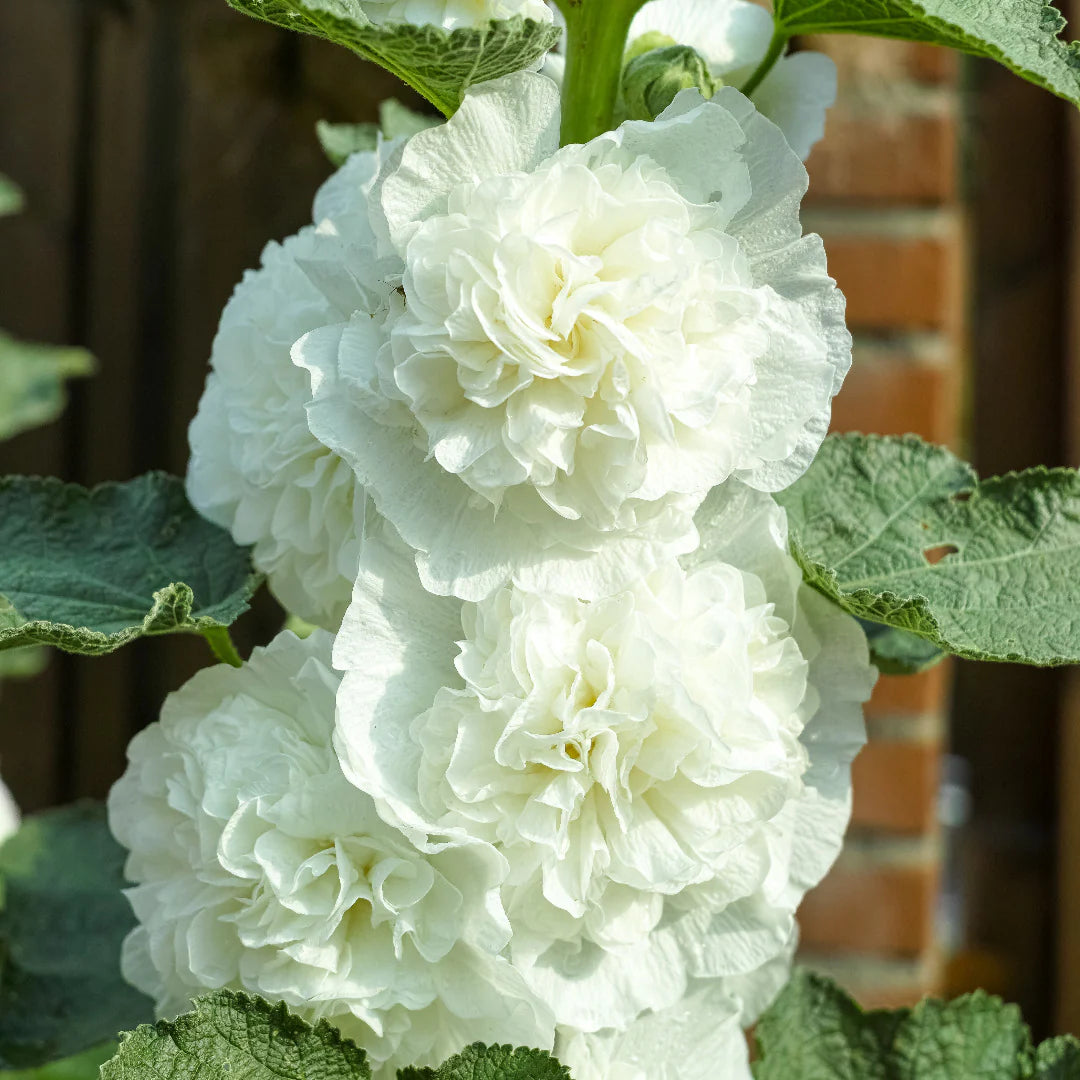 Hollyhock Seeds - Chaters Double White