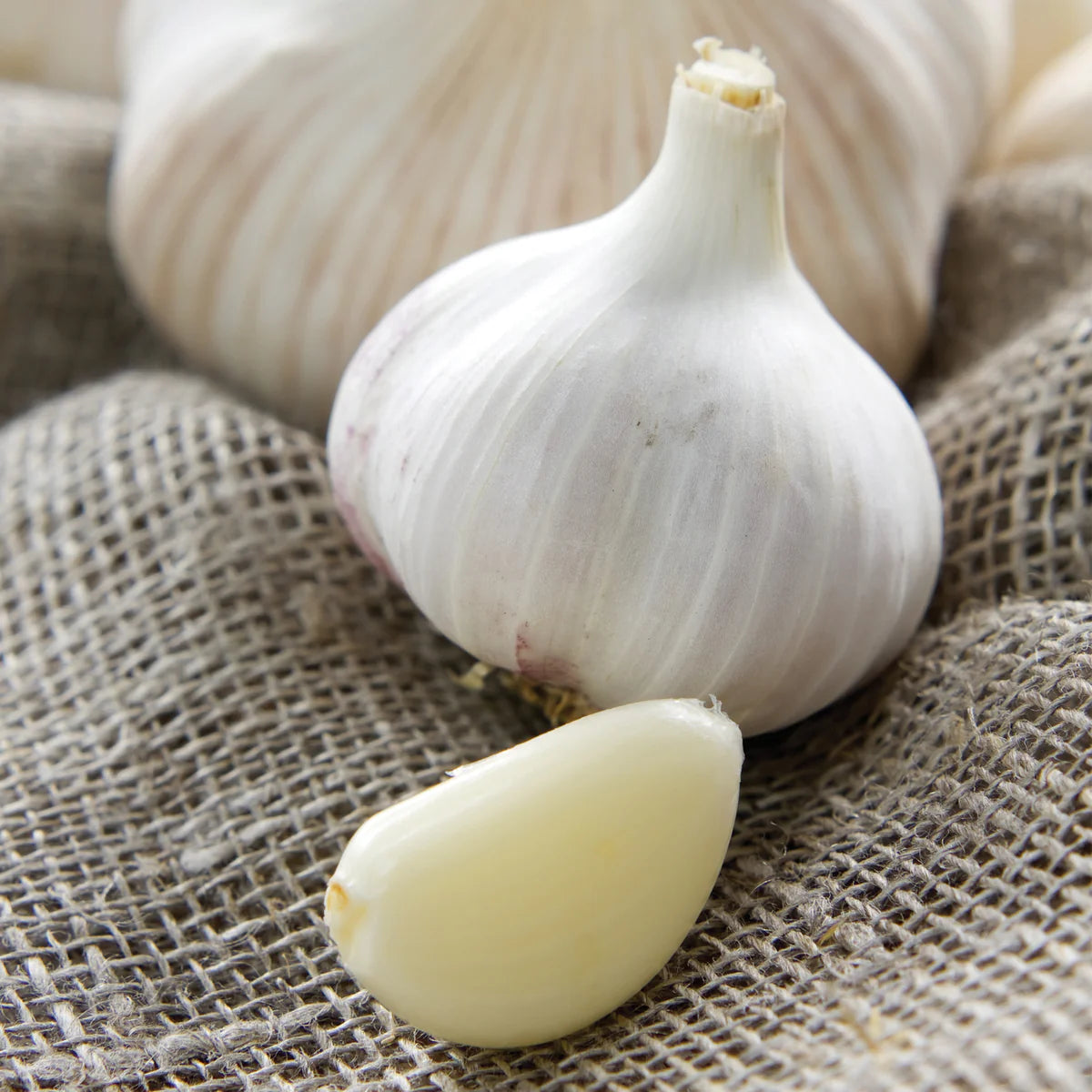 Garlic Silver White Bulbs