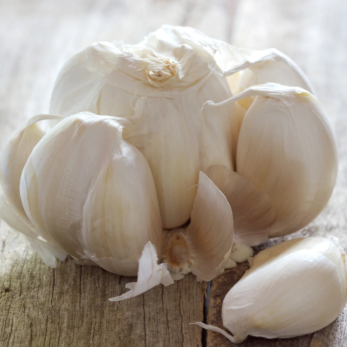 Garlic Italian Late Bulbs