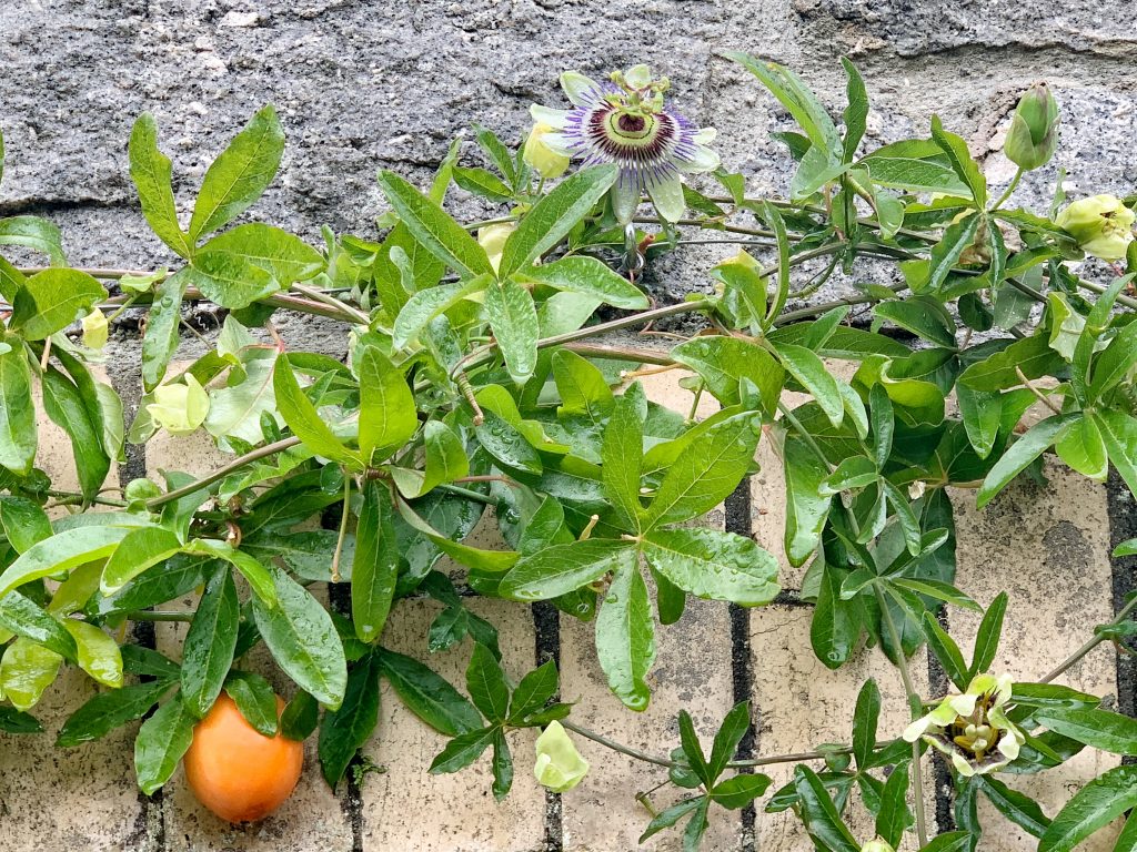 Blue Passionfruit Seeds (Passiflora edulis var. caerulea)