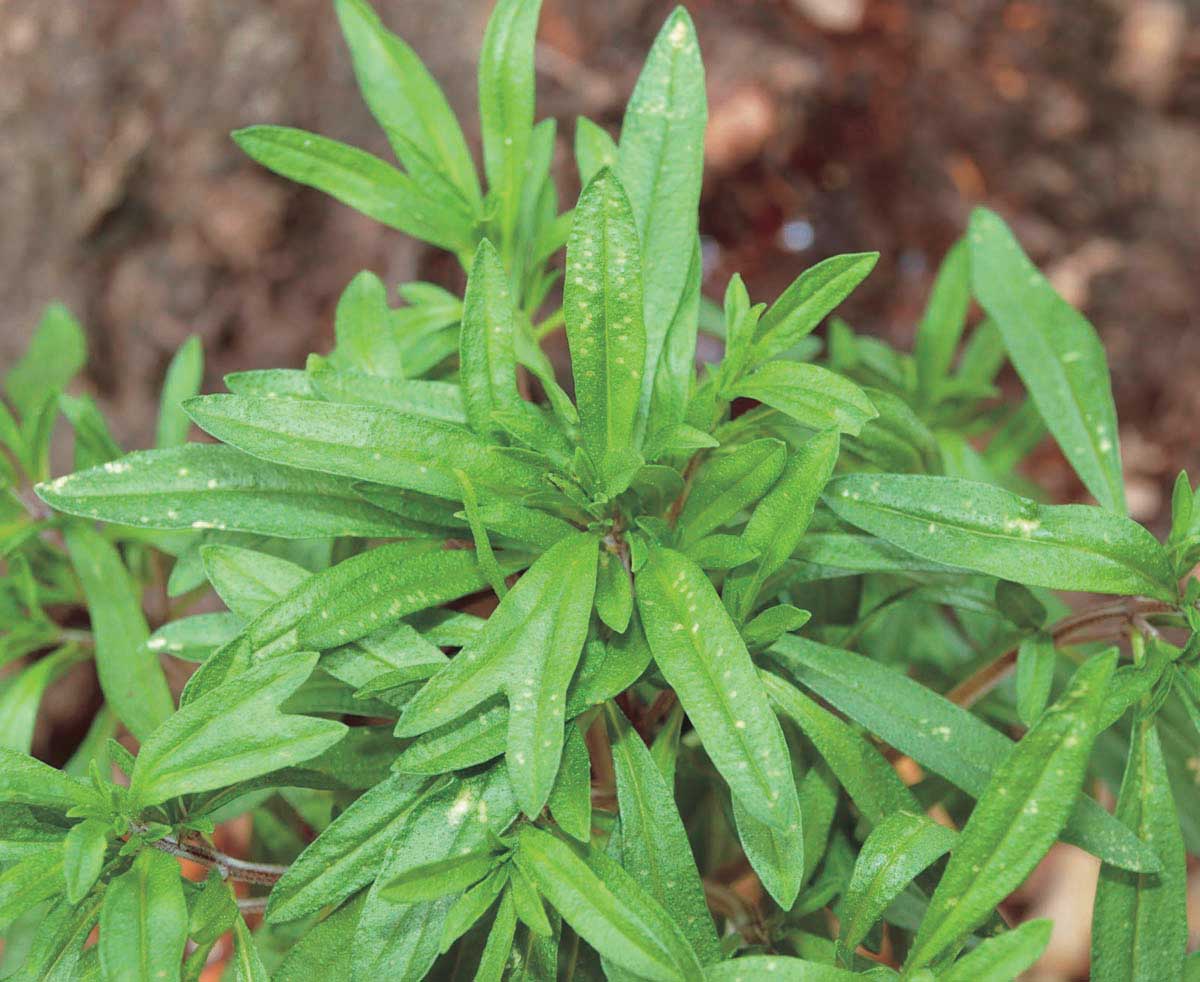 Compact Summer Savory