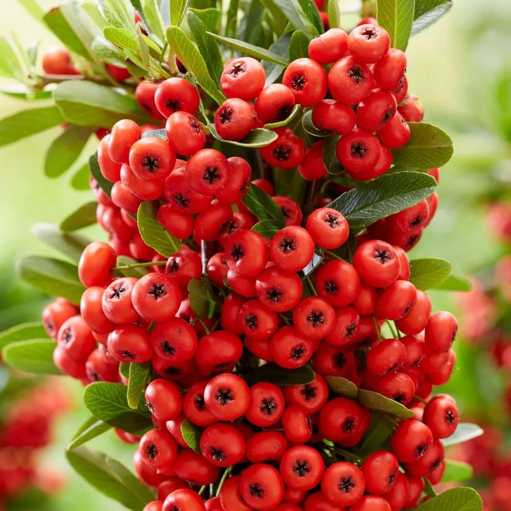 Red Ilex Opaca Plant Seeds - A Hardy and Ornamental Shrub for Your Landscape