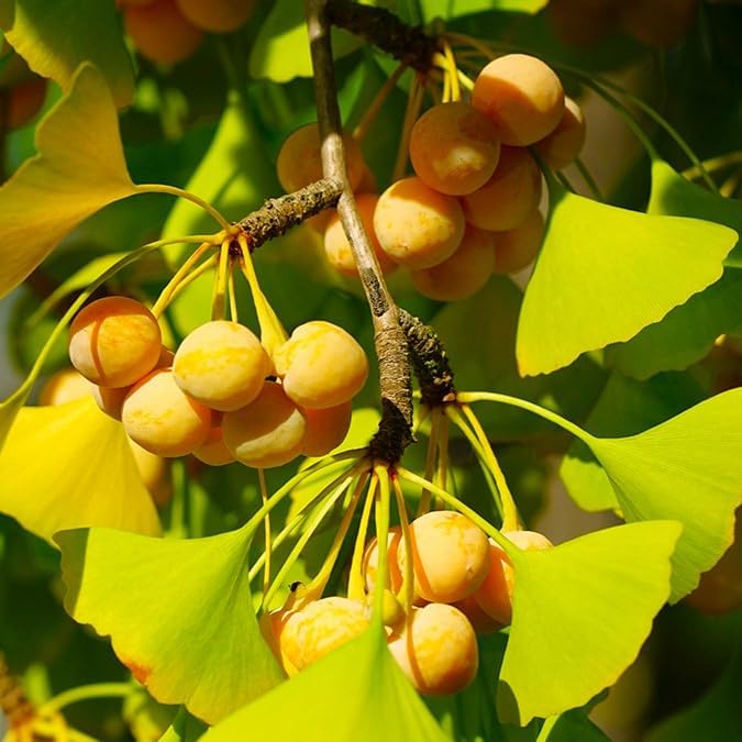 Biloba Fruit Seed Collection for Unique, Hardy Fruit Trees
