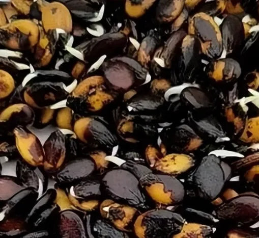 Days Vigorous Growth Watermelon For Sowing heirloom non-gmo organic garden seeds