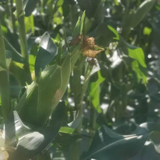 Days In Spring Early Maturity Sweet Corn For Sowing heirloom non-gmo organic garden seeds