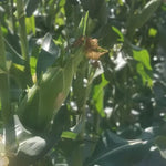 Days In Spring Early Maturity Sweet Corn For Sowing heirloom non-gmo organic garden seeds