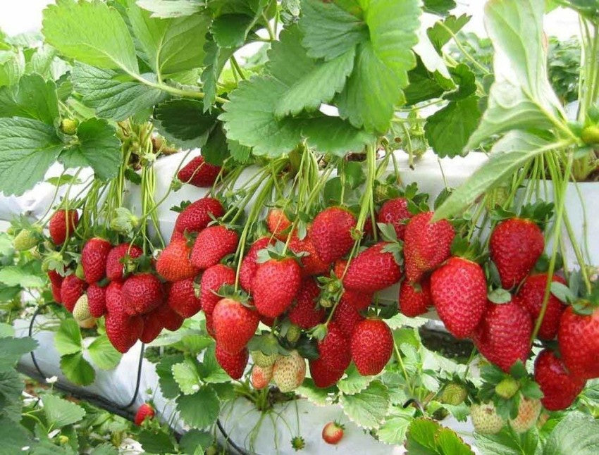 Forest Strawberry (Fragaria vesca)