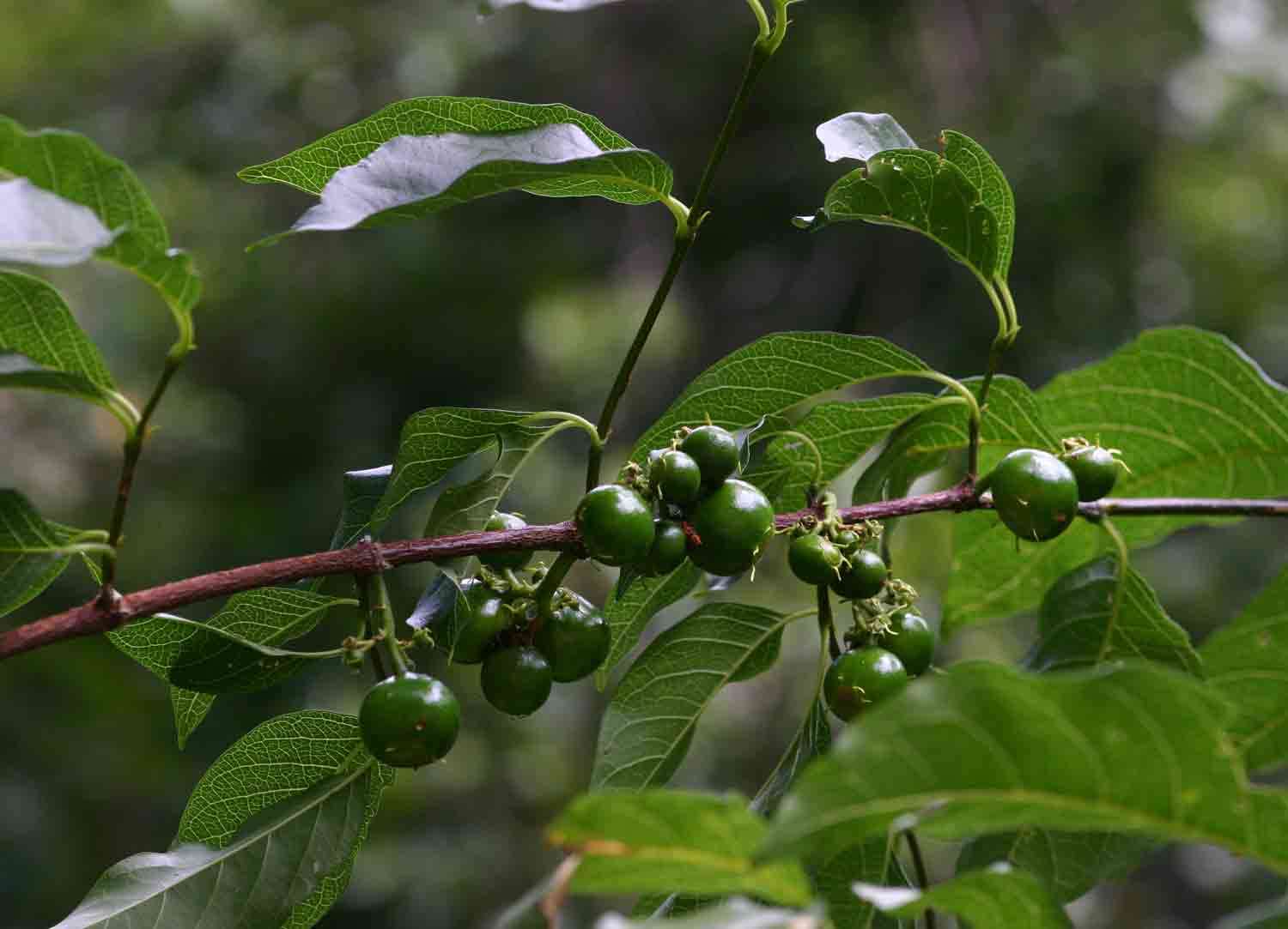 Spanish Tamarind – A Sweet and Tangy Tropical Delight