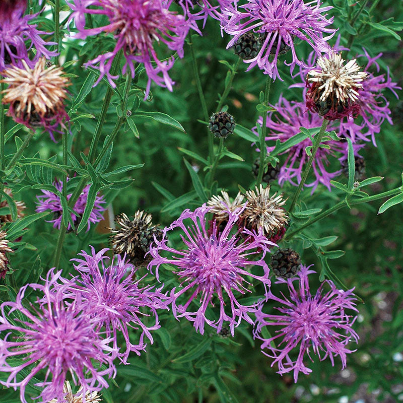 Cornflower Perennial Butterfly