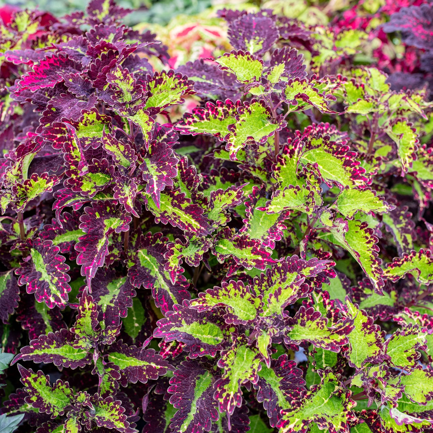 Coleus Cracklin Rosie Seeds