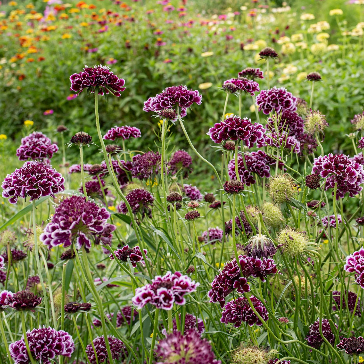 Scabiosa Purple Lace