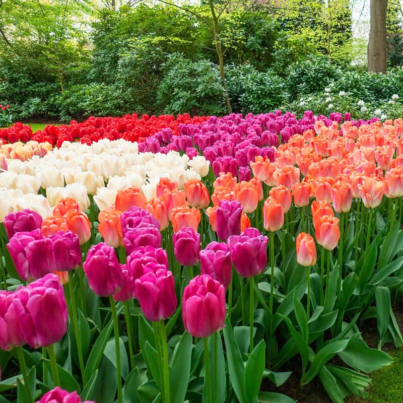 Tulip Mixed Colors Varieties Flower Seeds